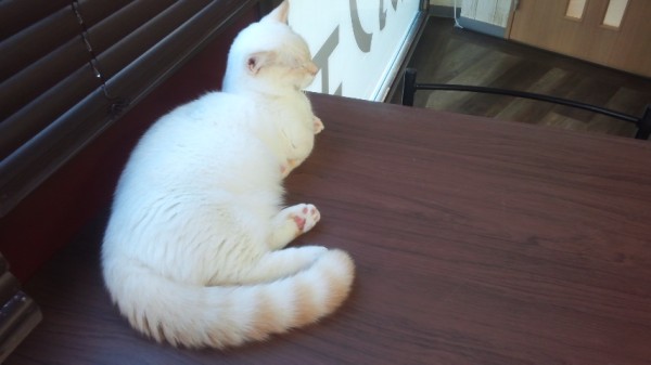 ねこランドの机の上でずっと寝てる白猫