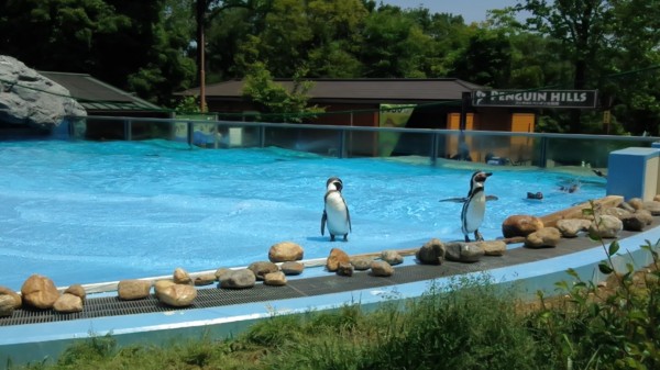 埼玉県東松山市こども動物自然公園　ペンギン